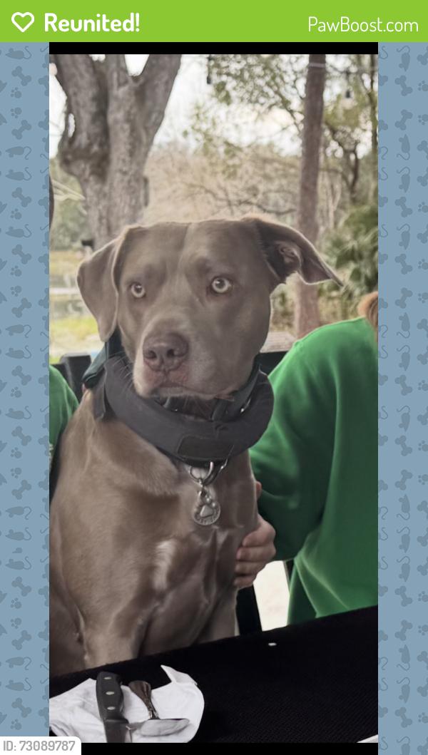 Reunited Female Dog last seen Pleasant oak trail Osteen Florida, Oakdale, FL 32764