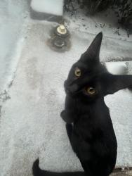 Lost Male Cat last seen Alma rd, Plano, TX 75075