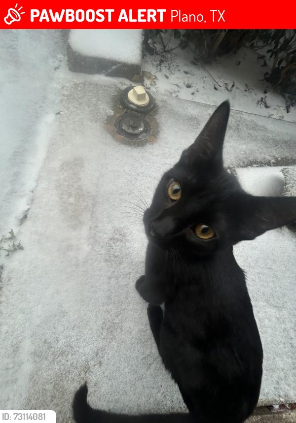 Lost Male Cat last seen Alma rd, Plano, TX 75075