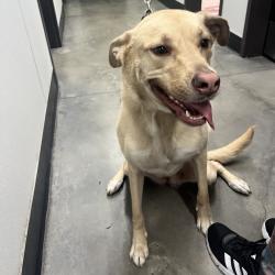 Shelter Stray Female Dog last seen , 3607 N Armenia Ave, Tampa, FL 33607, USA