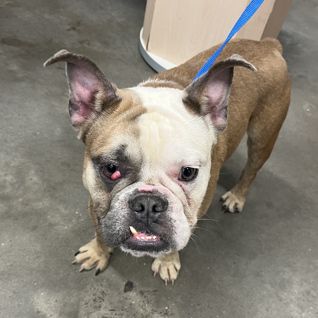 Shelter Stray Male Dog last seen , 3607 N Armenia Ave, Tampa, FL 33607, USA