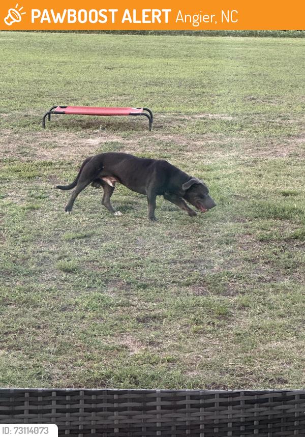 Found/Stray Male Dog last seen Langdon Ridge Neighborhood, Angier NC, Angier, NC 27501