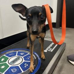 Shelter Stray Male Dog last seen , 3607 N Armenia Ave, Tampa, FL 33607, USA