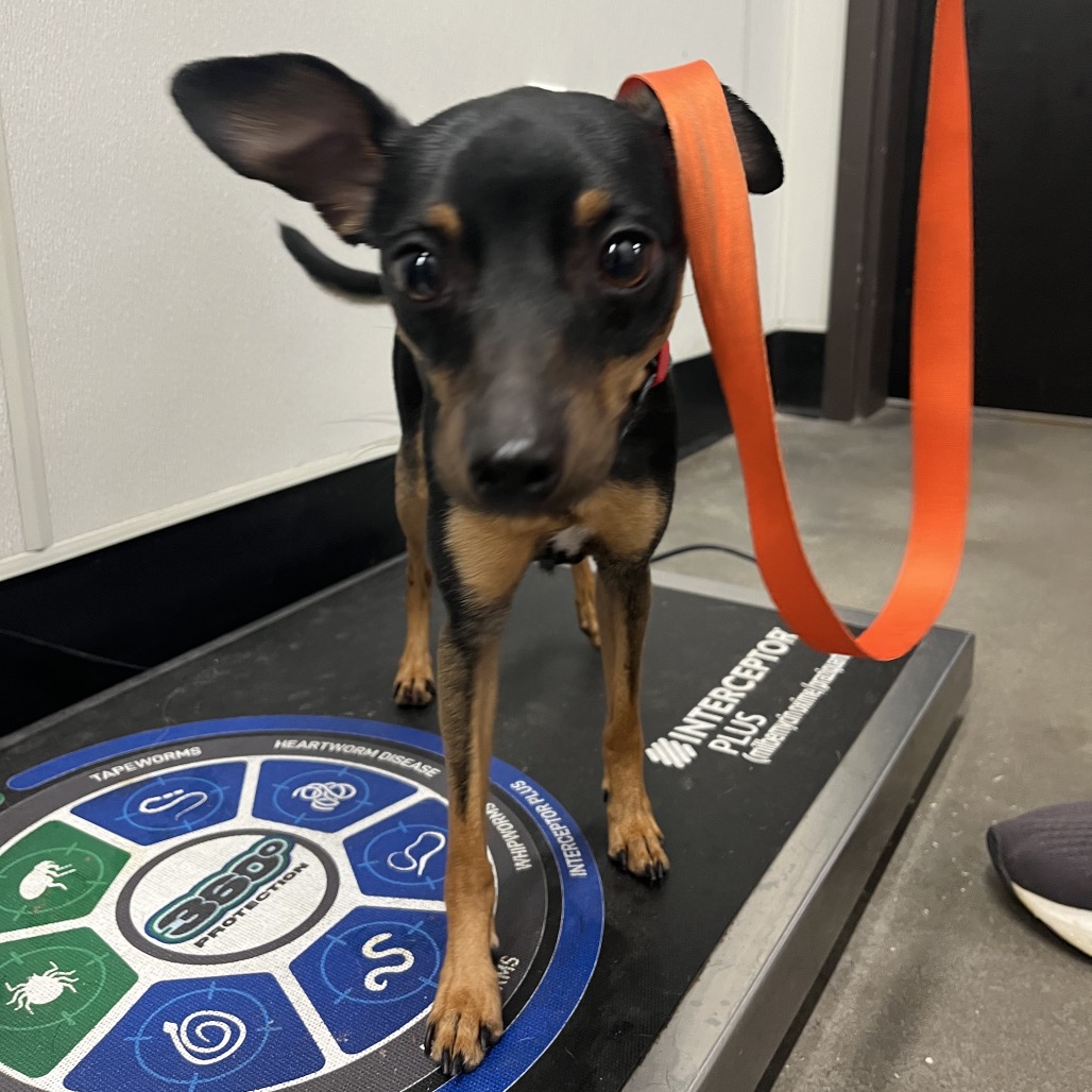 Shelter Stray Male Dog last seen , 3607 N Armenia Ave, Tampa, FL 33607, USA