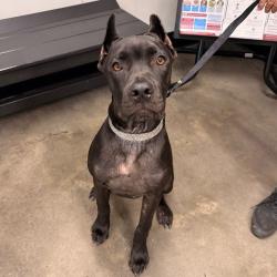 Shelter Stray Male Dog last seen , 3607 N Armenia Ave, Tampa, FL 33607, USA