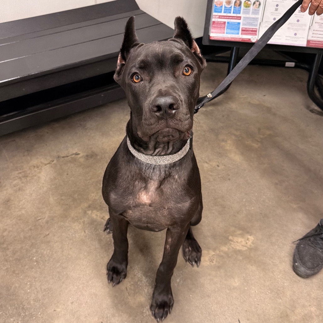 Shelter Stray Male Dog last seen , 3607 N Armenia Ave, Tampa, FL 33607, USA