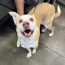 Shelter Stray Male Dog last seen , 3607 N Armenia Ave, Tampa, FL 33607, USA