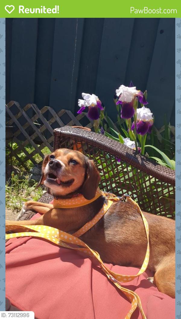 Reunited Female Dog last seen Potter street, Haslett, MI 48840