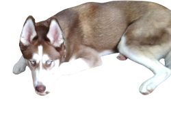 Reunited Female Dog last seen Near 1/2 mile Road and Novak Road, Racine, WI 53402