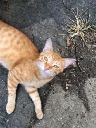 Found/Stray Male Cat last seen pine dr and lincoln, Newburgh, IN 47630
