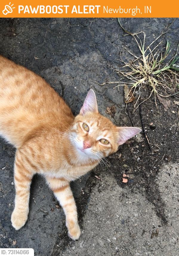 Found/Stray Male Cat last seen pine dr and lincoln, Newburgh, IN 47630