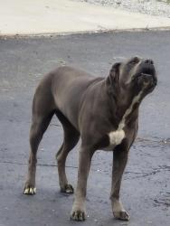 Found/Stray Female Dog last seen Near W and 1000N Gaston, IN, Gaston, IN 47342