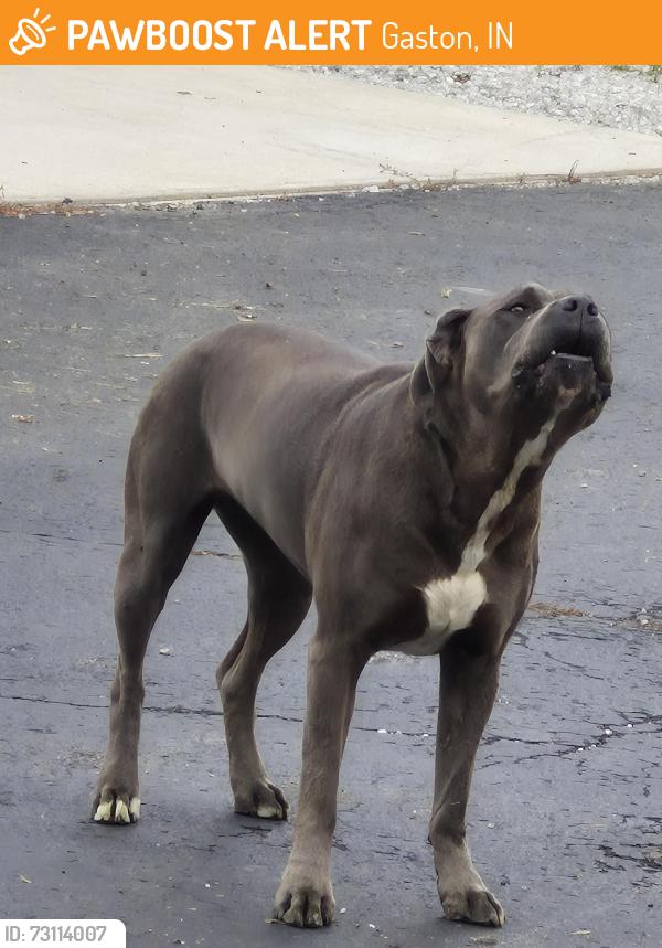 Found/Stray Female Dog last seen Near W and 1000N Gaston, IN, Gaston, IN 47342