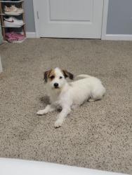 Reunited Female Dog last seen Goerge buchanan la vergne, La Vergne, TN 37086
