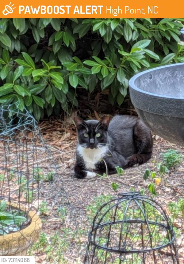Found/Stray Unknown Cat last seen Club Rd and Aberdare Drive, High Point, NC 27265