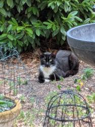 Found/Stray Unknown Cat last seen Club Rd and Aberdare Drive, High Point, NC 27265