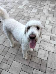 Reunited Male Dog last seen Country walk neighborhood, Alafaya, FL 32825