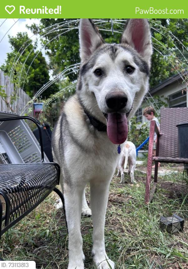 Reunited Male Dog last seen Last seen behind the church on Roberts lane , Palm Beach County, FL 33461