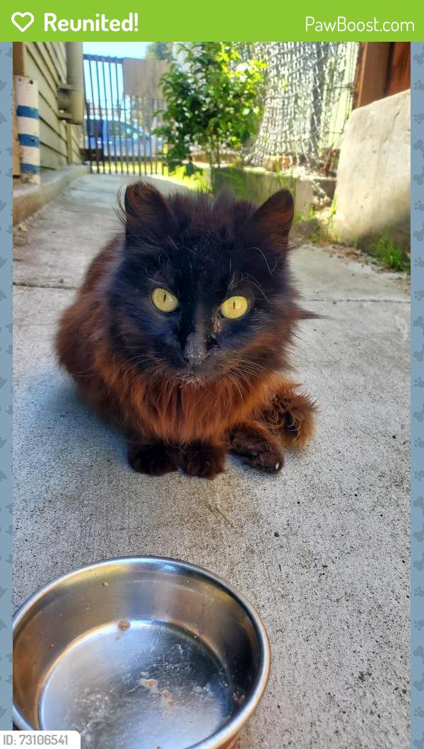 Reunited Male Cat last seen Harrington Ave, Oakland, CA 94601