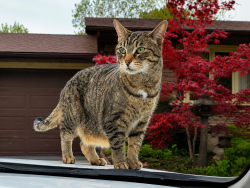 Lost Female Cat last seen Niagara St and Linwell Rd, St. Catharines, ON 