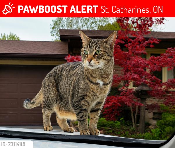 Lost Female Cat last seen Niagara St and Linwell Rd, St. Catharines, ON 
