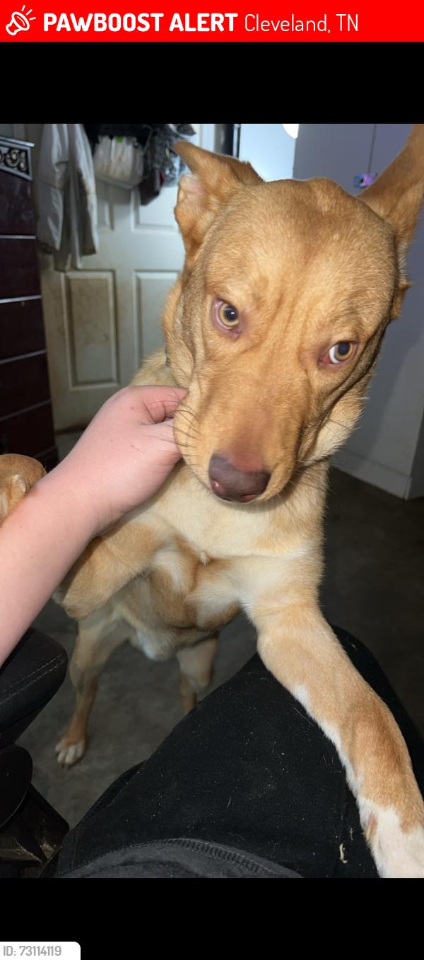 Lost Male Dog last seen Mouse creek road, Cleveland, TN 37312