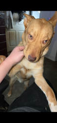 Lost Male Dog last seen Mouse creek road, Cleveland, TN 37312