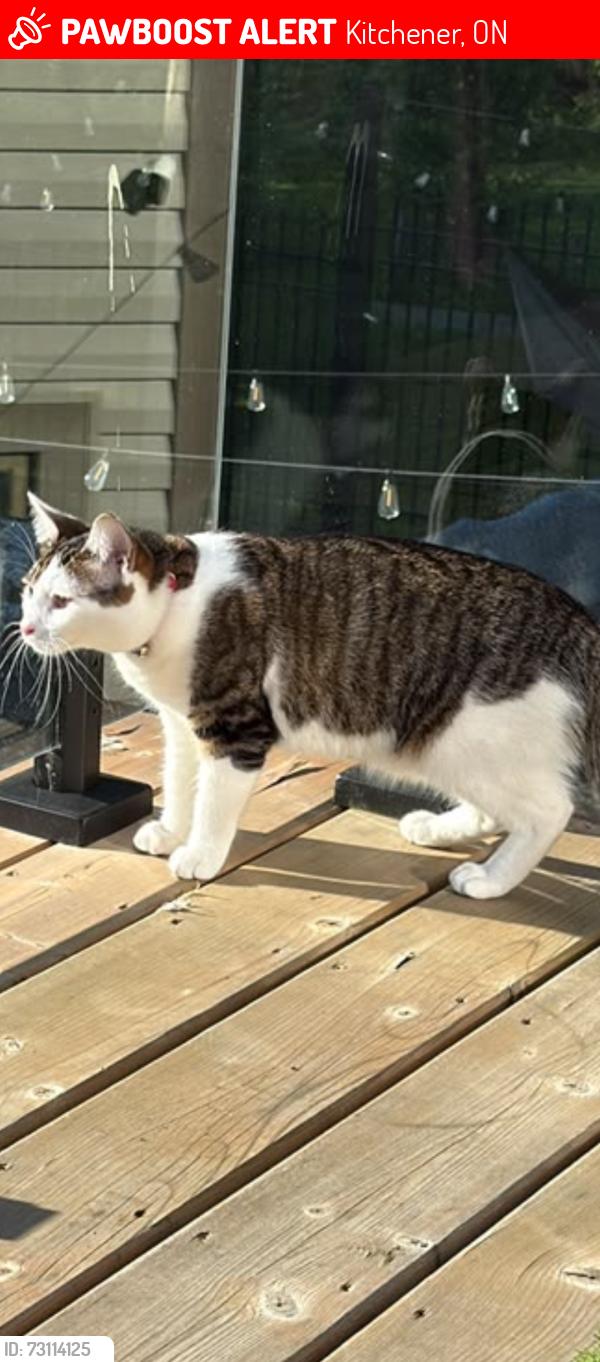 Lost Female Cat last seen chapel hill drive kitchener , Kitchener, ON 