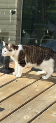 Lost Female Cat last seen chapel hill drive kitchener , Kitchener, ON 
