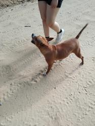 Reunited Female Dog last seen Shortcut Rd, Pelion, SC 29123