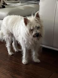 Reunited Male Dog last seen Oyster Point Drive, Sugar Land, Sugar Land, TX 77478