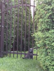 Found/Stray Unknown Cat last seen Rue Prudentiel, Laval, QC 