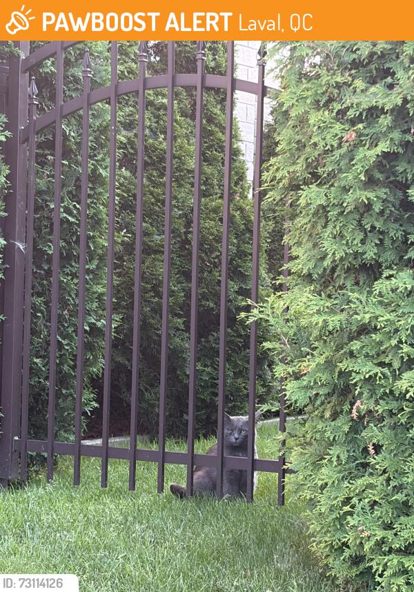Found/Stray Unknown Cat last seen Rue Prudentiel, Laval, QC 