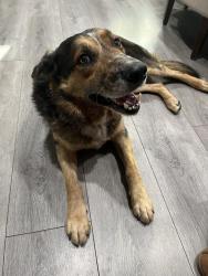 Found/Stray Male Dog last seen Gilbeau ct, Woodbridge, CA 95258