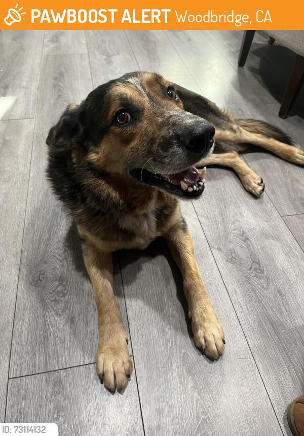 Found/Stray Male Dog last seen Gilbeau ct, Woodbridge, CA 95258