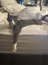 Lost Male Cat last seen East st and Metz rd, Soledad, CA 93960