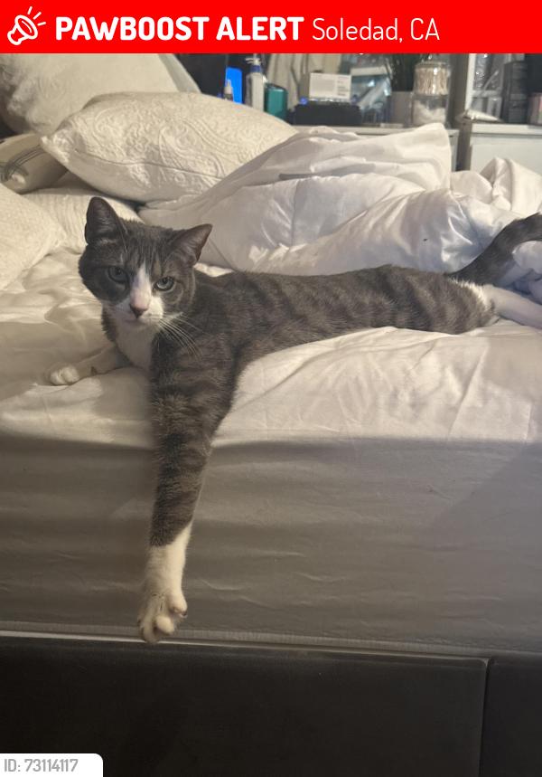 Lost Male Cat last seen East st and Metz rd, Soledad, CA 93960