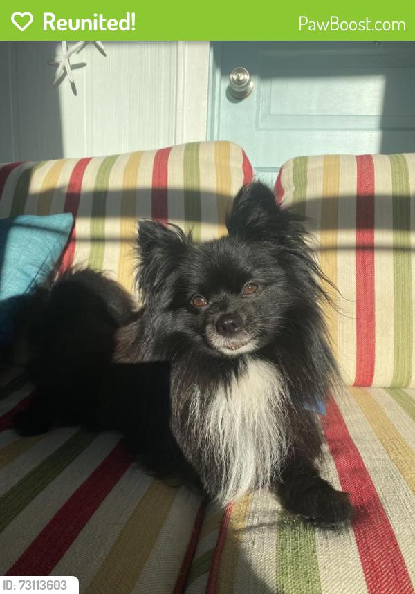 Reunited Male Dog last seen Christy’s Grooming on S Wickham Melbourne, West Melbourne, FL 32904