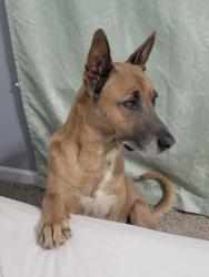 Reunited Male Dog last seen Goerge buchanan la vergne, La Vergne, TN 37086