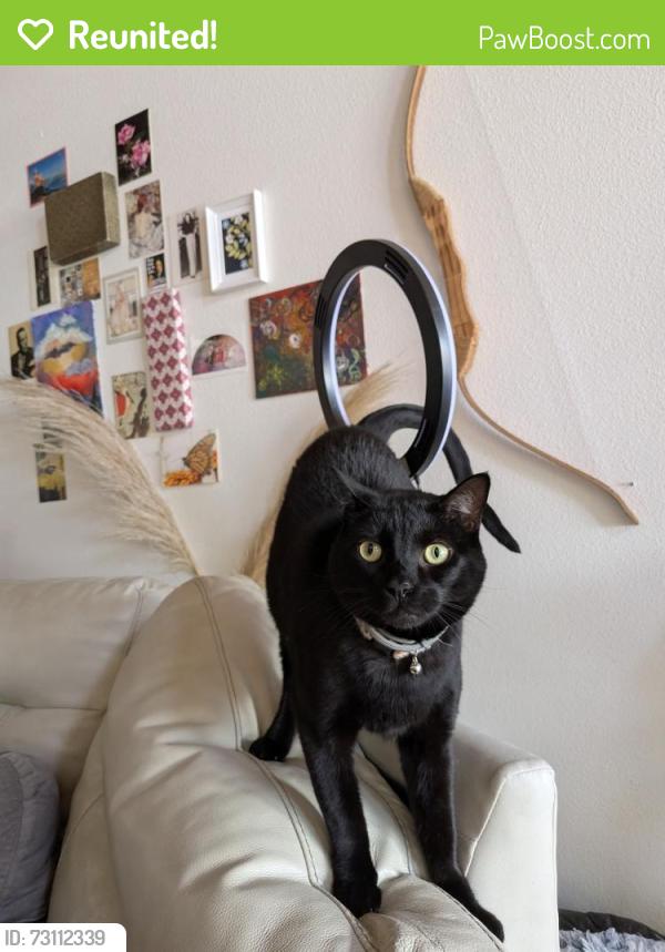Reunited Male Cat last seen 46th and adeline, Emeryville, CA 94608