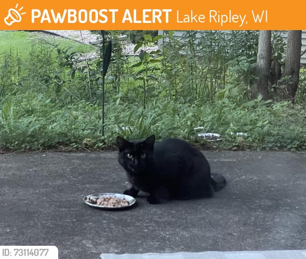 Found/Stray Unknown Cat last seen Whispering Pines, Lake Ripley, WI 53523