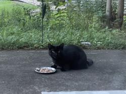 Found/Stray Unknown Cat last seen Whispering Pines, Lake Ripley, WI 53523
