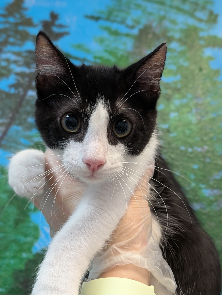 Shelter Stray Male Cat last seen Bexar County, 3353 Morningside Dr, New Braunfels, TX 78132, USA