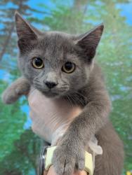Shelter Stray Female Cat last seen Bexar County, 3353 Morningside Dr, New Braunfels, TX 78132, USA
