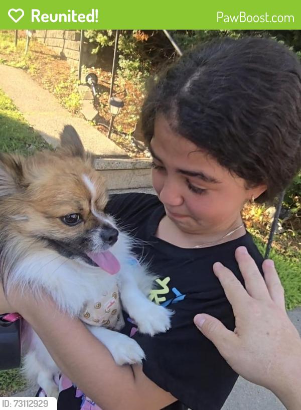Reunited Male Dog last seen TOLMA DR, Pittsburgh, PA 15216