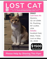 Lost Male Cat last seen Bayside and 33ave, Queens, NY 11354