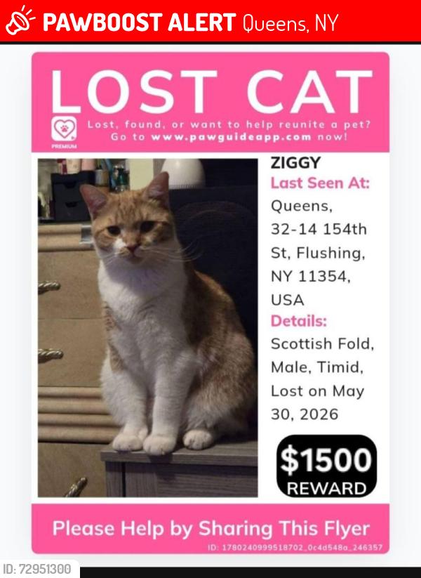 Lost Male Cat last seen Bayside and 33ave, Queens, NY 11354