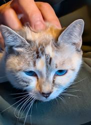 Lost Female Cat last seen Orchard Drive, Mira Monte area, Ojai, CA 93023