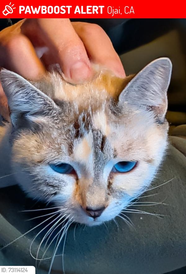 Lost Female Cat last seen Orchard Drive, Mira Monte area, Ojai, CA 93023