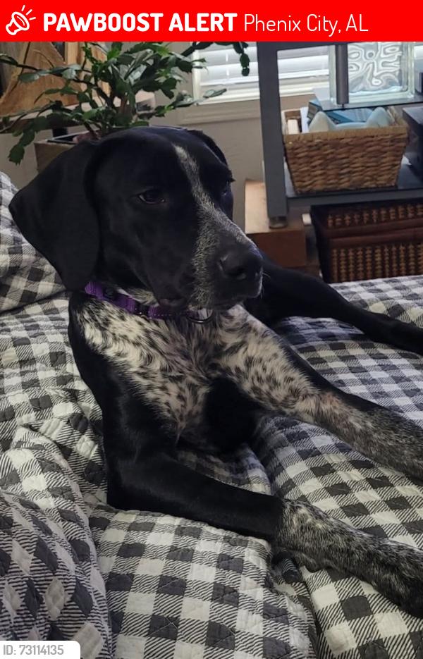 Lost Female Dog last seen Gatewood neighborhood, Phenix City, AL 36870